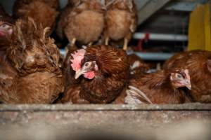 Barn Laid Egg Investigation 2025 - 2025 Investigation into Lemitech's farm in Teesdale. We found despondent hens inside filthy sheds as well as dozens of dead hens overflowing from a bin where their bodies had been dumped. Some hens were found struggling to breathe or stand in the cramped sheds, while others had bleeding wounds from being pecked by other hens.
In barn laid or cage free systems, hens are kept confined to sheds for their entire lives. Often, tiered metal perches will allow the birds to roost, while nesting boxes are placed on top of metal flooring. In Australia, there are no legal requirements or standards which apply to cage-free or 'barn-laid' egg production systems. This means farmers will often pack as many hens as possible into these sheds to maximise production and account for the enormous number of birds who die from sickness or injury.
- Captured at Barn-laid egg farm, Teesdale VIC Australia.