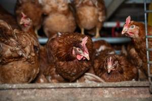 Barn Laid Egg Investigation 2025 - 2025 Investigation into Lemitech's farm in Teesdale. We found despondent hens inside filthy sheds as well as dozens of dead hens overflowing from a bin where their bodies had been dumped. Some hens were found struggling to breathe or stand in the cramped sheds, while others had bleeding wounds from being pecked by other hens.
In barn laid or cage free systems, hens are kept confined to sheds for their entire lives. Often, tiered metal perches will allow the birds to roost, while nesting boxes are placed on top of metal flooring. In Australia, there are no legal requirements or standards which apply to cage-free or 'barn-laid' egg production systems. This means farmers will often pack as many hens as possible into these sheds to maximise production and account for the enormous number of birds who die from sickness or injury.
- Captured at Barn-laid egg farm, Teesdale VIC Australia.
