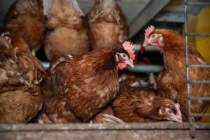 Barn Laid Egg Investigation 2025 - 2025 Investigation into Lemitech's farm in Teesdale. We found despondent hens inside filthy sheds as well as dozens of dead hens overflowing from a bin where their bodies had been dumped. Some hens were found struggling to breathe or stand in the cramped sheds, while others had bleeding wounds from being pecked by other hens.
In barn laid or cage free systems, hens are kept confined to sheds for their entire lives. Often, tiered metal perches will allow the birds to roost, while nesting boxes are placed on top of metal flooring. In Australia, there are no legal requirements or standards which apply to cage-free or 'barn-laid' egg production systems. This means farmers will often pack as many hens as possible into these sheds to maximise production and account for the enormous number of birds who die from sickness or injury.
- Captured at Barn-laid egg farm, Teesdale VIC Australia.