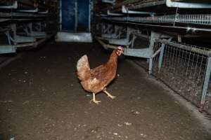 Barn Laid Egg Investigation 2025 - 2025 Investigation into Lemitech's farm in Teesdale. We found despondent hens inside filthy sheds as well as dozens of dead hens overflowing from a bin where their bodies had been dumped. Some hens were found struggling to breathe or stand in the cramped sheds, while others had bleeding wounds from being pecked by other hens.
In barn laid or cage free systems, hens are kept confined to sheds for their entire lives. Often, tiered metal perches will allow the birds to roost, while nesting boxes are placed on top of metal flooring. In Australia, there are no legal requirements or standards which apply to cage-free or 'barn-laid' egg production systems. This means farmers will often pack as many hens as possible into these sheds to maximise production and account for the enormous number of birds who die from sickness or injury.
- Captured at Barn-laid egg farm, Teesdale VIC Australia.