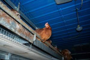 Barn Laid Egg Investigation 2025 - 2025 Investigation into Lemitech's farm in Teesdale. We found despondent hens inside filthy sheds as well as dozens of dead hens overflowing from a bin where their bodies had been dumped. Some hens were found struggling to breathe or stand in the cramped sheds, while others had bleeding wounds from being pecked by other hens.
In barn laid or cage free systems, hens are kept confined to sheds for their entire lives. Often, tiered metal perches will allow the birds to roost, while nesting boxes are placed on top of metal flooring. In Australia, there are no legal requirements or standards which apply to cage-free or 'barn-laid' egg production systems. This means farmers will often pack as many hens as possible into these sheds to maximise production and account for the enormous number of birds who die from sickness or injury.
- Captured at Barn-laid egg farm, Teesdale VIC Australia.