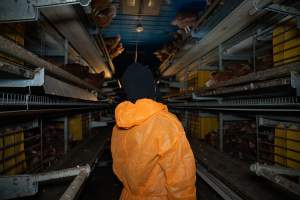Investigator inside barn laid egg farm - 2025 Investigation into Lemitech's farm in Teesdale. We found despondent hens inside filthy sheds as well as dozens of dead hens overflowing from a bin where their bodies had been dumped. Some hens were found struggling to breathe or stand in the cramped sheds, while others had bleeding wounds from being pecked by other hens.
In barn laid or cage free systems, hens are kept confined to sheds for their entire lives. Often, tiered metal perches will allow the birds to roost, while nesting boxes are placed on top of metal flooring. In Australia, there are no legal requirements or standards which apply to cage-free or 'barn-laid' egg production systems. This means farmers will often pack as many hens as possible into these sheds to maximise production and account for the enormous number of birds who die from sickness or injury.
- Captured at Barn-laid egg farm, Teesdale VIC Australia.