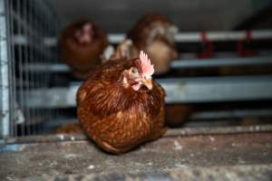 Barn Laid Egg Investigation 2025 - 2025 Investigation into Lemitech's farm in Teesdale. We found despondent hens inside filthy sheds as well as dozens of dead hens overflowing from a bin where their bodies had been dumped. Some hens were found struggling to breathe or stand in the cramped sheds, while others had bleeding wounds from being pecked by other hens.
In barn laid or cage free systems, hens are kept confined to sheds for their entire lives. Often, tiered metal perches will allow the birds to roost, while nesting boxes are placed on top of metal flooring. In Australia, there are no legal requirements or standards which apply to cage-free or 'barn-laid' egg production systems. This means farmers will often pack as many hens as possible into these sheds to maximise production and account for the enormous number of birds who die from sickness or injury.
- Captured at Barn-laid egg farm, Teesdale VIC Australia.