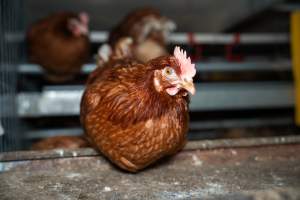 Barn Laid Egg Investigation 2025 - 2025 Investigation into Lemitech's farm in Teesdale. We found despondent hens inside filthy sheds as well as dozens of dead hens overflowing from a bin where their bodies had been dumped. Some hens were found struggling to breathe or stand in the cramped sheds, while others had bleeding wounds from being pecked by other hens.
In barn laid or cage free systems, hens are kept confined to sheds for their entire lives. Often, tiered metal perches will allow the birds to roost, while nesting boxes are placed on top of metal flooring. In Australia, there are no legal requirements or standards which apply to cage-free or 'barn-laid' egg production systems. This means farmers will often pack as many hens as possible into these sheds to maximise production and account for the enormous number of birds who die from sickness or injury.
- Captured at Barn-laid egg farm, Teesdale VIC Australia.