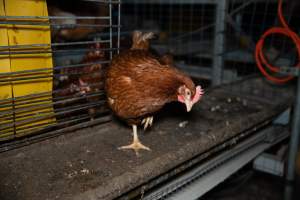 Barn Laid Egg Investigation 2025 - 2025 Investigation into Lemitech's farm in Teesdale. We found despondent hens inside filthy sheds as well as dozens of dead hens overflowing from a bin where their bodies had been dumped. Some hens were found struggling to breathe or stand in the cramped sheds, while others had bleeding wounds from being pecked by other hens.
In barn laid or cage free systems, hens are kept confined to sheds for their entire lives. Often, tiered metal perches will allow the birds to roost, while nesting boxes are placed on top of metal flooring. In Australia, there are no legal requirements or standards which apply to cage-free or 'barn-laid' egg production systems. This means farmers will often pack as many hens as possible into these sheds to maximise production and account for the enormous number of birds who die from sickness or injury.
- Captured at Barn-laid egg farm, Teesdale VIC Australia.
