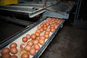 Eggs on conveyor belt in barn laid egg farm - 2025 Investigation into Lemitech's farm in Teesdale. We found despondent hens inside filthy sheds as well as dozens of dead hens overflowing from a bin where their bodies had been dumped. Some hens were found struggling to breathe or stand in the cramped sheds, while others had bleeding wounds from being pecked by other hens.
In barn laid or cage free systems, hens are kept confined to sheds for their entire lives. Often, tiered metal perches will allow the birds to roost, while nesting boxes are placed on top of metal flooring. In Australia, there are no legal requirements or standards which apply to cage-free or 'barn-laid' egg production systems. This means farmers will often pack as many hens as possible into these sheds to maximise production and account for the enormous number of birds who die from sickness or injury.
- Captured at Barn-laid egg farm, Teesdale VIC Australia.