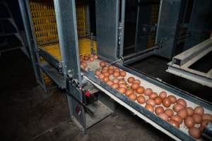 Eggs on conveyor belt in barn laid egg farm - 2025 Investigation into Lemitech's farm in Teesdale. We found despondent hens inside filthy sheds as well as dozens of dead hens overflowing from a bin where their bodies had been dumped. Some hens were found struggling to breathe or stand in the cramped sheds, while others had bleeding wounds from being pecked by other hens.
In barn laid or cage free systems, hens are kept confined to sheds for their entire lives. Often, tiered metal perches will allow the birds to roost, while nesting boxes are placed on top of metal flooring. In Australia, there are no legal requirements or standards which apply to cage-free or 'barn-laid' egg production systems. This means farmers will often pack as many hens as possible into these sheds to maximise production and account for the enormous number of birds who die from sickness or injury.
- Captured at Barn-laid egg farm, Teesdale VIC Australia.