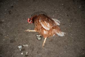 Injured hen lying on ground - 2025 Investigation into Lemitech's farm in Teesdale. We found despondent hens inside filthy sheds as well as dozens of dead hens overflowing from a bin where their bodies had been dumped. Some hens were found struggling to breathe or stand in the cramped sheds, while others had bleeding wounds from being pecked by other hens.
In barn laid or cage free systems, hens are kept confined to sheds for their entire lives. Often, tiered metal perches will allow the birds to roost, while nesting boxes are placed on top of metal flooring. In Australia, there are no legal requirements or standards which apply to cage-free or 'barn-laid' egg production systems. This means farmers will often pack as many hens as possible into these sheds to maximise production and account for the enormous number of birds who die from sickness or injury.
- Captured at Barn-laid egg farm, Teesdale VIC Australia.