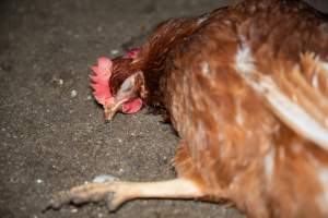 Injured hen lying on ground - 2025 Investigation into Lemitech's farm in Teesdale. We found despondent hens inside filthy sheds as well as dozens of dead hens overflowing from a bin where their bodies had been dumped. Some hens were found struggling to breathe or stand in the cramped sheds, while others had bleeding wounds from being pecked by other hens.
In barn laid or cage free systems, hens are kept confined to sheds for their entire lives. Often, tiered metal perches will allow the birds to roost, while nesting boxes are placed on top of metal flooring. In Australia, there are no legal requirements or standards which apply to cage-free or 'barn-laid' egg production systems. This means farmers will often pack as many hens as possible into these sheds to maximise production and account for the enormous number of birds who die from sickness or injury.
- Captured at Barn-laid egg farm, Teesdale VIC Australia.