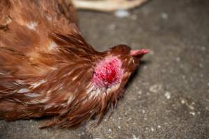 Injured hen lying on ground - 2025 Investigation into Lemitech's farm in Teesdale. We found despondent hens inside filthy sheds as well as dozens of dead hens overflowing from a bin where their bodies had been dumped. Some hens were found struggling to breathe or stand in the cramped sheds, while others had bleeding wounds from being pecked by other hens.
In barn laid or cage free systems, hens are kept confined to sheds for their entire lives. Often, tiered metal perches will allow the birds to roost, while nesting boxes are placed on top of metal flooring. In Australia, there are no legal requirements or standards which apply to cage-free or 'barn-laid' egg production systems. This means farmers will often pack as many hens as possible into these sheds to maximise production and account for the enormous number of birds who die from sickness or injury.
- Captured at Barn-laid egg farm, Teesdale VIC Australia.