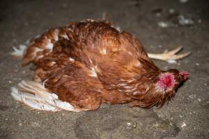 Injured hen lying on ground - 2025 Investigation into Lemitech's farm in Teesdale. We found despondent hens inside filthy sheds as well as dozens of dead hens overflowing from a bin where their bodies had been dumped. Some hens were found struggling to breathe or stand in the cramped sheds, while others had bleeding wounds from being pecked by other hens.
In barn laid or cage free systems, hens are kept confined to sheds for their entire lives. Often, tiered metal perches will allow the birds to roost, while nesting boxes are placed on top of metal flooring. In Australia, there are no legal requirements or standards which apply to cage-free or 'barn-laid' egg production systems. This means farmers will often pack as many hens as possible into these sheds to maximise production and account for the enormous number of birds who die from sickness or injury.
- Captured at Barn-laid egg farm, Teesdale VIC Australia.