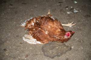 Injured hen lying on ground - 2025 Investigation into Lemitech's farm in Teesdale. We found despondent hens inside filthy sheds as well as dozens of dead hens overflowing from a bin where their bodies had been dumped. Some hens were found struggling to breathe or stand in the cramped sheds, while others had bleeding wounds from being pecked by other hens.
In barn laid or cage free systems, hens are kept confined to sheds for their entire lives. Often, tiered metal perches will allow the birds to roost, while nesting boxes are placed on top of metal flooring. In Australia, there are no legal requirements or standards which apply to cage-free or 'barn-laid' egg production systems. This means farmers will often pack as many hens as possible into these sheds to maximise production and account for the enormous number of birds who die from sickness or injury.
- Captured at Barn-laid egg farm, Teesdale VIC Australia.