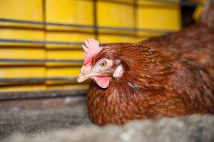 Barn Laid Egg Investigation 2025 - 2025 Investigation into Lemitech's farm in Teesdale. We found despondent hens inside filthy sheds as well as dozens of dead hens overflowing from a bin where their bodies had been dumped. Some hens were found struggling to breathe or stand in the cramped sheds, while others had bleeding wounds from being pecked by other hens.
In barn laid or cage free systems, hens are kept confined to sheds for their entire lives. Often, tiered metal perches will allow the birds to roost, while nesting boxes are placed on top of metal flooring. In Australia, there are no legal requirements or standards which apply to cage-free or 'barn-laid' egg production systems. This means farmers will often pack as many hens as possible into these sheds to maximise production and account for the enormous number of birds who die from sickness or injury.
- Captured at Barn-laid egg farm, Teesdale VIC Australia.