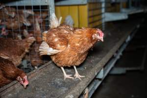 Barn Laid Egg Investigation 2025 - 2025 Investigation into Lemitech's farm in Teesdale. We found despondent hens inside filthy sheds as well as dozens of dead hens overflowing from a bin where their bodies had been dumped. Some hens were found struggling to breathe or stand in the cramped sheds, while others had bleeding wounds from being pecked by other hens.
In barn laid or cage free systems, hens are kept confined to sheds for their entire lives. Often, tiered metal perches will allow the birds to roost, while nesting boxes are placed on top of metal flooring. In Australia, there are no legal requirements or standards which apply to cage-free or 'barn-laid' egg production systems. This means farmers will often pack as many hens as possible into these sheds to maximise production and account for the enormous number of birds who die from sickness or injury.
- Captured at Barn-laid egg farm, Teesdale VIC Australia.