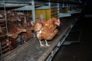 Barn Laid Egg Investigation 2025 - 2025 Investigation into Lemitech's farm in Teesdale. We found despondent hens inside filthy sheds as well as dozens of dead hens overflowing from a bin where their bodies had been dumped. Some hens were found struggling to breathe or stand in the cramped sheds, while others had bleeding wounds from being pecked by other hens.
In barn laid or cage free systems, hens are kept confined to sheds for their entire lives. Often, tiered metal perches will allow the birds to roost, while nesting boxes are placed on top of metal flooring. In Australia, there are no legal requirements or standards which apply to cage-free or 'barn-laid' egg production systems. This means farmers will often pack as many hens as possible into these sheds to maximise production and account for the enormous number of birds who die from sickness or injury.
- Captured at Barn-laid egg farm, Teesdale VIC Australia.