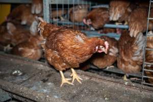 Barn Laid Egg Investigation 2025 - 2025 Investigation into Lemitech's farm in Teesdale. We found despondent hens inside filthy sheds as well as dozens of dead hens overflowing from a bin where their bodies had been dumped. Some hens were found struggling to breathe or stand in the cramped sheds, while others had bleeding wounds from being pecked by other hens.
In barn laid or cage free systems, hens are kept confined to sheds for their entire lives. Often, tiered metal perches will allow the birds to roost, while nesting boxes are placed on top of metal flooring. In Australia, there are no legal requirements or standards which apply to cage-free or 'barn-laid' egg production systems. This means farmers will often pack as many hens as possible into these sheds to maximise production and account for the enormous number of birds who die from sickness or injury.
- Captured at Barn-laid egg farm, Teesdale VIC Australia.