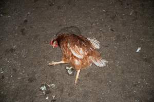 Injured hen lying on ground - 2025 Investigation into Lemitech's farm in Teesdale. We found despondent hens inside filthy sheds as well as dozens of dead hens overflowing from a bin where their bodies had been dumped. Some hens were found struggling to breathe or stand in the cramped sheds, while others had bleeding wounds from being pecked by other hens.
In barn laid or cage free systems, hens are kept confined to sheds for their entire lives. Often, tiered metal perches will allow the birds to roost, while nesting boxes are placed on top of metal flooring. In Australia, there are no legal requirements or standards which apply to cage-free or 'barn-laid' egg production systems. This means farmers will often pack as many hens as possible into these sheds to maximise production and account for the enormous number of birds who die from sickness or injury.
- Captured at Barn-laid egg farm, Teesdale VIC Australia.