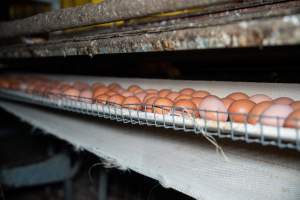 Eggs on conveyor belt in barn laid egg farm - 2025 Investigation into Lemitech's farm in Teesdale. We found despondent hens inside filthy sheds as well as dozens of dead hens overflowing from a bin where their bodies had been dumped. Some hens were found struggling to breathe or stand in the cramped sheds, while others had bleeding wounds from being pecked by other hens.
In barn laid or cage free systems, hens are kept confined to sheds for their entire lives. Often, tiered metal perches will allow the birds to roost, while nesting boxes are placed on top of metal flooring. In Australia, there are no legal requirements or standards which apply to cage-free or 'barn-laid' egg production systems. This means farmers will often pack as many hens as possible into these sheds to maximise production and account for the enormous number of birds who die from sickness or injury.
- Captured at Barn-laid egg farm, Teesdale VIC Australia.