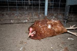 Injured hen lying on the ground - 2025 Investigation into Lemitech's farm in Teesdale. We found despondent hens inside filthy sheds as well as dozens of dead hens overflowing from a bin where their bodies had been dumped. Some hens were found struggling to breathe or stand in the cramped sheds, while others had bleeding wounds from being pecked by other hens.
In barn laid or cage free systems, hens are kept confined to sheds for their entire lives. Often, tiered metal perches will allow the birds to roost, while nesting boxes are placed on top of metal flooring. In Australia, there are no legal requirements or standards which apply to cage-free or 'barn-laid' egg production systems. This means farmers will often pack as many hens as possible into these sheds to maximise production and account for the enormous number of birds who die from sickness or injury.
- Captured at Barn-laid egg farm, Teesdale VIC Australia.