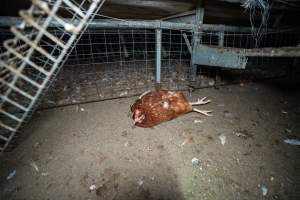 Injured hen lying on the ground - 2025 Investigation into Lemitech's farm in Teesdale. We found despondent hens inside filthy sheds as well as dozens of dead hens overflowing from a bin where their bodies had been dumped. Some hens were found struggling to breathe or stand in the cramped sheds, while others had bleeding wounds from being pecked by other hens.
In barn laid or cage free systems, hens are kept confined to sheds for their entire lives. Often, tiered metal perches will allow the birds to roost, while nesting boxes are placed on top of metal flooring. In Australia, there are no legal requirements or standards which apply to cage-free or 'barn-laid' egg production systems. This means farmers will often pack as many hens as possible into these sheds to maximise production and account for the enormous number of birds who die from sickness or injury.
- Captured at Barn-laid egg farm, Teesdale VIC Australia.