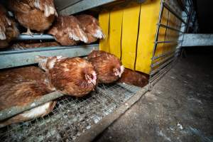 Barn Laid Egg Investigation 2025 - 2025 Investigation into Lemitech's farm in Teesdale. We found despondent hens inside filthy sheds as well as dozens of dead hens overflowing from a bin where their bodies had been dumped. Some hens were found struggling to breathe or stand in the cramped sheds, while others had bleeding wounds from being pecked by other hens.
In barn laid or cage free systems, hens are kept confined to sheds for their entire lives. Often, tiered metal perches will allow the birds to roost, while nesting boxes are placed on top of metal flooring. In Australia, there are no legal requirements or standards which apply to cage-free or 'barn-laid' egg production systems. This means farmers will often pack as many hens as possible into these sheds to maximise production and account for the enormous number of birds who die from sickness or injury.
- Captured at Barn-laid egg farm, Teesdale VIC Australia.