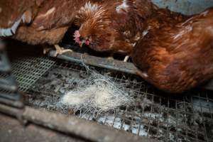 Barn Laid Egg Investigation 2025 - 2025 Investigation into Lemitech's farm in Teesdale. We found despondent hens inside filthy sheds as well as dozens of dead hens overflowing from a bin where their bodies had been dumped. Some hens were found struggling to breathe or stand in the cramped sheds, while others had bleeding wounds from being pecked by other hens.
In barn laid or cage free systems, hens are kept confined to sheds for their entire lives. Often, tiered metal perches will allow the birds to roost, while nesting boxes are placed on top of metal flooring. In Australia, there are no legal requirements or standards which apply to cage-free or 'barn-laid' egg production systems. This means farmers will often pack as many hens as possible into these sheds to maximise production and account for the enormous number of birds who die from sickness or injury.
- Captured at Barn-laid egg farm, Teesdale VIC Australia.