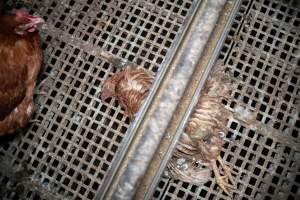 Dead hen in free-range egg farm - Located approximately 20 minutes from central Geelong in the town of Lethbridge, Victoria is a small free-range egg farm owned by Peter Robert King and Cheryl Wendy King.
When investigators visited in June 2025, they discovered hens being housed in a long shed with a raised platform with nesting boxes in the center and A-frame perches along the perimeter of the shed. They documented the filth and feces that was caked on the metal grates which made up the platform.
One hen was struggling to stand, and was breathing heavily. Several others had already died. Their bodies were being pecked at, deficated on and stepped on by other chickens.
When consumers think of free-range eggs, the image of hens in filthy sheds is often not what comes to mind.
No matter the label, there is no such thing as an ethical egg. - Captured at Free-range egg farm (Peter & Cheryl King), Lethbridge VIC Australia.