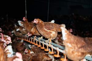 Free-range Egg Farm Investigation 2025 - Located approximately 20 minutes from central Geelong in the town of Lethbridge, Victoria is a small free-range egg farm owned by Peter Robert King and Cheryl Wendy King.
When investigators visited in June 2025, they discovered hens being housed in a long shed with a raised platform with nesting boxes in the center and A-frame perches along the perimeter of the shed. They documented the filth and feces that was caked on the metal grates which made up the platform.
One hen was struggling to stand, and was breathing heavily. Several others had already died. Their bodies were being pecked at, deficated on and stepped on by other chickens.
When consumers think of free-range eggs, the image of hens in filthy sheds is often not what comes to mind.
No matter the label, there is no such thing as an ethical egg. - Captured at Free-range egg farm (Peter & Cheryl King), Lethbridge VIC Australia.