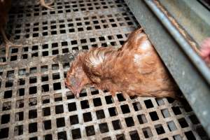Dead hen in free-range egg farm - Located approximately 20 minutes from central Geelong in the town of Lethbridge, Victoria is a small free-range egg farm owned by Peter Robert King and Cheryl Wendy King.
When investigators visited in June 2025, they discovered hens being housed in a long shed with a raised platform with nesting boxes in the center and A-frame perches along the perimeter of the shed. They documented the filth and feces that was caked on the metal grates which made up the platform.
One hen was struggling to stand, and was breathing heavily. Several others had already died. Their bodies were being pecked at, deficated on and stepped on by other chickens.
When consumers think of free-range eggs, the image of hens in filthy sheds is often not what comes to mind.
No matter the label, there is no such thing as an ethical egg. - Captured at Free-range egg farm (Peter & Cheryl King), Lethbridge VIC Australia.