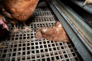Dead hen in free-range egg farm - Located approximately 20 minutes from central Geelong in the town of Lethbridge, Victoria is a small free-range egg farm owned by Peter Robert King and Cheryl Wendy King.
When investigators visited in June 2025, they discovered hens being housed in a long shed with a raised platform with nesting boxes in the center and A-frame perches along the perimeter of the shed. They documented the filth and feces that was caked on the metal grates which made up the platform.
One hen was struggling to stand, and was breathing heavily. Several others had already died. Their bodies were being pecked at, deficated on and stepped on by other chickens.
When consumers think of free-range eggs, the image of hens in filthy sheds is often not what comes to mind.
No matter the label, there is no such thing as an ethical egg. - Captured at Free-range egg farm (Peter & Cheryl King), Lethbridge VIC Australia.