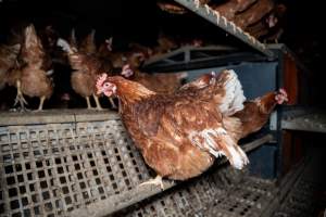 Free-range Egg Farm Investigation 2025 - Located approximately 20 minutes from central Geelong in the town of Lethbridge, Victoria is a small free-range egg farm owned by Peter Robert King and Cheryl Wendy King.
When investigators visited in June 2025, they discovered hens being housed in a long shed with a raised platform with nesting boxes in the center and A-frame perches along the perimeter of the shed. They documented the filth and feces that was caked on the metal grates which made up the platform.
One hen was struggling to stand, and was breathing heavily. Several others had already died. Their bodies were being pecked at, deficated on and stepped on by other chickens.
When consumers think of free-range eggs, the image of hens in filthy sheds is often not what comes to mind.
No matter the label, there is no such thing as an ethical egg. - Captured at Free-range egg farm (Peter & Cheryl King), Lethbridge VIC Australia.