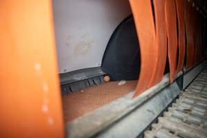 Nesting box inside free-range egg farm - Located approximately 20 minutes from central Geelong in the town of Lethbridge, Victoria is a small free-range egg farm owned by Peter Robert King and Cheryl Wendy King.
When investigators visited in June 2025, they discovered hens being housed in a long shed with a raised platform with nesting boxes in the center and A-frame perches along the perimeter of the shed. They documented the filth and feces that was caked on the metal grates which made up the platform.
One hen was struggling to stand, and was breathing heavily. Several others had already died. Their bodies were being pecked at, deficated on and stepped on by other chickens.
When consumers think of free-range eggs, the image of hens in filthy sheds is often not what comes to mind.
No matter the label, there is no such thing as an ethical egg. - Captured at Free-range egg farm (Peter & Cheryl King), Lethbridge VIC Australia.