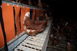 Nesting box inside free-range egg farm - Located approximately 20 minutes from central Geelong in the town of Lethbridge, Victoria is a small free-range egg farm owned by Peter Robert King and Cheryl Wendy King.
When investigators visited in June 2025, they discovered hens being housed in a long shed with a raised platform with nesting boxes in the center and A-frame perches along the perimeter of the shed. They documented the filth and feces that was caked on the metal grates which made up the platform.
One hen was struggling to stand, and was breathing heavily. Several others had already died. Their bodies were being pecked at, deficated on and stepped on by other chickens.
When consumers think of free-range eggs, the image of hens in filthy sheds is often not what comes to mind.
No matter the label, there is no such thing as an ethical egg. - Captured at Free-range egg farm (Peter & Cheryl King), Lethbridge VIC Australia.