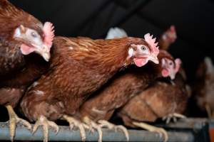 Free-range Egg Farm Investigation 2025 - Located approximately 20 minutes from central Geelong in the town of Lethbridge, Victoria is a small free-range egg farm owned by Peter Robert King and Cheryl Wendy King.
When investigators visited in June 2025, they discovered hens being housed in a long shed with a raised platform with nesting boxes in the center and A-frame perches along the perimeter of the shed. They documented the filth and feces that was caked on the metal grates which made up the platform.
One hen was struggling to stand, and was breathing heavily. Several others had already died. Their bodies were being pecked at, deficated on and stepped on by other chickens.
When consumers think of free-range eggs, the image of hens in filthy sheds is often not what comes to mind.
No matter the label, there is no such thing as an ethical egg. - Captured at Free-range egg farm (Peter & Cheryl King), Lethbridge VIC Australia.