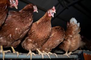 Free-range Egg Farm Investigation 2025 - Located approximately 20 minutes from central Geelong in the town of Lethbridge, Victoria is a small free-range egg farm owned by Peter Robert King and Cheryl Wendy King.
When investigators visited in June 2025, they discovered hens being housed in a long shed with a raised platform with nesting boxes in the center and A-frame perches along the perimeter of the shed. They documented the filth and feces that was caked on the metal grates which made up the platform.
One hen was struggling to stand, and was breathing heavily. Several others had already died. Their bodies were being pecked at, deficated on and stepped on by other chickens.
When consumers think of free-range eggs, the image of hens in filthy sheds is often not what comes to mind.
No matter the label, there is no such thing as an ethical egg. - Captured at Free-range egg farm (Peter & Cheryl King), Lethbridge VIC Australia.