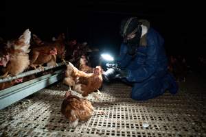 Investigator filming hen in free-range egg farm - Located approximately 20 minutes from central Geelong in the town of Lethbridge, Victoria is a small free-range egg farm owned by Peter Robert King and Cheryl Wendy King.

When investigators visited in June 2025, they discovered hens being housed in a long shed with a raised platform with nesting boxes in the center and A-frame perches along the perimeter of the shed. They documented the filth and feces that was caked on the metal grates which made up the platform.

One hen was struggling to stand, and was breathing heavily. Several others had already died. Their bodies were being pecked at, deficated on and stepped on by other chickens.

When consumers think of free-range eggs, the image of hens in filthy sheds is often not what comes to mind. 

No matter the label, there is no such thing as an ethical egg. - Captured at Free-range egg farm (Peter & Cheryl King), Lethbridge VIC Australia.