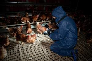 Investigator filming hen in free-range egg farm - Located approximately 20 minutes from central Geelong in the town of Lethbridge, Victoria is a small free-range egg farm owned by Peter Robert King and Cheryl Wendy King.
When investigators visited in June 2025, they discovered hens being housed in a long shed with a raised platform with nesting boxes in the center and A-frame perches along the perimeter of the shed. They documented the filth and feces that was caked on the metal grates which made up the platform.
One hen was struggling to stand, and was breathing heavily. Several others had already died. Their bodies were being pecked at, deficated on and stepped on by other chickens.
When consumers think of free-range eggs, the image of hens in filthy sheds is often not what comes to mind.
No matter the label, there is no such thing as an ethical egg. - Captured at Free-range egg farm (Peter & Cheryl King), Lethbridge VIC Australia.