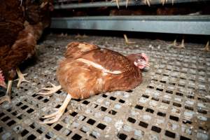 Injured hen in free-range egg farm - Located approximately 20 minutes from central Geelong in the town of Lethbridge, Victoria is a small free-range egg farm owned by Peter Robert King and Cheryl Wendy King.
When investigators visited in June 2025, they discovered hens being housed in a long shed with a raised platform with nesting boxes in the center and A-frame perches along the perimeter of the shed. They documented the filth and feces that was caked on the metal grates which made up the platform.
One hen was struggling to stand, and was breathing heavily. Several others had already died. Their bodies were being pecked at, deficated on and stepped on by other chickens.
When consumers think of free-range eggs, the image of hens in filthy sheds is often not what comes to mind.
No matter the label, there is no such thing as an ethical egg. - Captured at Free-range egg farm (Peter & Cheryl King), Lethbridge VIC Australia.