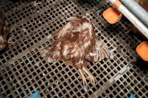 Dead hen in free-range egg farm - Located approximately 20 minutes from central Geelong in the town of Lethbridge, Victoria is a small free-range egg farm owned by Peter Robert King and Cheryl Wendy King.
When investigators visited in June 2025, they discovered hens being housed in a long shed with a raised platform with nesting boxes in the center and A-frame perches along the perimeter of the shed. They documented the filth and feces that was caked on the metal grates which made up the platform.
One hen was struggling to stand, and was breathing heavily. Several others had already died. Their bodies were being pecked at, deficated on and stepped on by other chickens.
When consumers think of free-range eggs, the image of hens in filthy sheds is often not what comes to mind.
No matter the label, there is no such thing as an ethical egg. - Captured at Free-range egg farm (Peter & Cheryl King), Lethbridge VIC Australia.