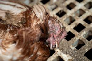 Dead hen in free-range egg farm - Located approximately 20 minutes from central Geelong in the town of Lethbridge, Victoria is a small free-range egg farm owned by Peter Robert King and Cheryl Wendy King.
When investigators visited in June 2025, they discovered hens being housed in a long shed with a raised platform with nesting boxes in the center and A-frame perches along the perimeter of the shed. They documented the filth and feces that was caked on the metal grates which made up the platform.
One hen was struggling to stand, and was breathing heavily. Several others had already died. Their bodies were being pecked at, deficated on and stepped on by other chickens.
When consumers think of free-range eggs, the image of hens in filthy sheds is often not what comes to mind.
No matter the label, there is no such thing as an ethical egg. - Captured at Free-range egg farm (Peter & Cheryl King), Lethbridge VIC Australia.