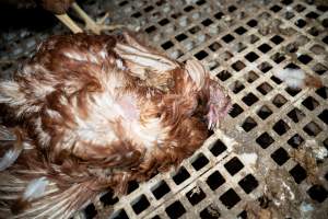 Dead hen in free-range egg farm - Located approximately 20 minutes from central Geelong in the town of Lethbridge, Victoria is a small free-range egg farm owned by Peter Robert King and Cheryl Wendy King.
When investigators visited in June 2025, they discovered hens being housed in a long shed with a raised platform with nesting boxes in the center and A-frame perches along the perimeter of the shed. They documented the filth and feces that was caked on the metal grates which made up the platform.
One hen was struggling to stand, and was breathing heavily. Several others had already died. Their bodies were being pecked at, deficated on and stepped on by other chickens.
When consumers think of free-range eggs, the image of hens in filthy sheds is often not what comes to mind.
No matter the label, there is no such thing as an ethical egg. - Captured at Free-range egg farm (Peter & Cheryl King), Lethbridge VIC Australia.