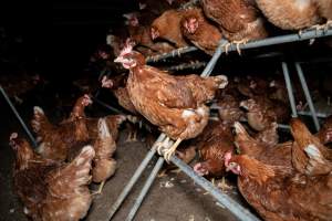 Hen on perch in free-range egg farm - Located approximately 20 minutes from central Geelong in the town of Lethbridge, Victoria is a small free-range egg farm owned by Peter Robert King and Cheryl Wendy King.
When investigators visited in June 2025, they discovered hens being housed in a long shed with a raised platform with nesting boxes in the center and A-frame perches along the perimeter of the shed. They documented the filth and feces that was caked on the metal grates which made up the platform.
One hen was struggling to stand, and was breathing heavily. Several others had already died. Their bodies were being pecked at, deficated on and stepped on by other chickens.
When consumers think of free-range eggs, the image of hens in filthy sheds is often not what comes to mind.
No matter the label, there is no such thing as an ethical egg. - Captured at Free-range egg farm (Peter & Cheryl King), Lethbridge VIC Australia.