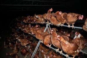 Hens on perch in free-range egg farm - Located approximately 20 minutes from central Geelong in the town of Lethbridge, Victoria is a small free-range egg farm owned by Peter Robert King and Cheryl Wendy King.
When investigators visited in June 2025, they discovered hens being housed in a long shed with a raised platform with nesting boxes in the center and A-frame perches along the perimeter of the shed. They documented the filth and feces that was caked on the metal grates which made up the platform.
One hen was struggling to stand, and was breathing heavily. Several others had already died. Their bodies were being pecked at, deficated on and stepped on by other chickens.
When consumers think of free-range eggs, the image of hens in filthy sheds is often not what comes to mind.
No matter the label, there is no such thing as an ethical egg. - Captured at Free-range egg farm (Peter & Cheryl King), Lethbridge VIC Australia.