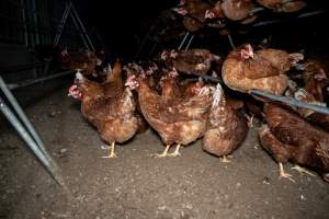 Free-range Egg Farm Investigation 2025 - Located approximately 20 minutes from central Geelong in the town of Lethbridge, Victoria is a small free-range egg farm owned by Peter Robert King and Cheryl Wendy King.
When investigators visited in June 2025, they discovered hens being housed in a long shed with a raised platform with nesting boxes in the center and A-frame perches along the perimeter of the shed. They documented the filth and feces that was caked on the metal grates which made up the platform.
One hen was struggling to stand, and was breathing heavily. Several others had already died. Their bodies were being pecked at, deficated on and stepped on by other chickens.
When consumers think of free-range eggs, the image of hens in filthy sheds is often not what comes to mind.
No matter the label, there is no such thing as an ethical egg. - Captured at Free-range egg farm (Peter & Cheryl King), Lethbridge VIC Australia.