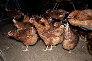 Free-range Egg Farm Investigation 2025 - Located approximately 20 minutes from central Geelong in the town of Lethbridge, Victoria is a small free-range egg farm owned by Peter Robert King and Cheryl Wendy King.
When investigators visited in June 2025, they discovered hens being housed in a long shed with a raised platform with nesting boxes in the center and A-frame perches along the perimeter of the shed. They documented the filth and feces that was caked on the metal grates which made up the platform.
One hen was struggling to stand, and was breathing heavily. Several others had already died. Their bodies were being pecked at, deficated on and stepped on by other chickens.
When consumers think of free-range eggs, the image of hens in filthy sheds is often not what comes to mind.
No matter the label, there is no such thing as an ethical egg. - Captured at Free-range egg farm (Peter & Cheryl King), Lethbridge VIC Australia.