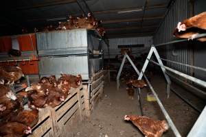 Free-range Egg Farm Investigation 2025 - Located approximately 20 minutes from central Geelong in the town of Lethbridge, Victoria is a small free-range egg farm owned by Peter Robert King and Cheryl Wendy King.
When investigators visited in June 2025, they discovered hens being housed in a long shed with a raised platform with nesting boxes in the center and A-frame perches along the perimeter of the shed. They documented the filth and feces that was caked on the metal grates which made up the platform.
One hen was struggling to stand, and was breathing heavily. Several others had already died. Their bodies were being pecked at, deficated on and stepped on by other chickens.
When consumers think of free-range eggs, the image of hens in filthy sheds is often not what comes to mind.
No matter the label, there is no such thing as an ethical egg. - Captured at Free-range egg farm (Peter & Cheryl King), Lethbridge VIC Australia.