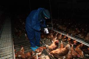 Investigator filming in free-range egg farm - Located approximately 20 minutes from central Geelong in the town of Lethbridge, Victoria is a small free-range egg farm owned by Peter Robert King and Cheryl Wendy King.
When investigators visited in June 2025, they discovered hens being housed in a long shed with a raised platform with nesting boxes in the center and A-frame perches along the perimeter of the shed. They documented the filth and feces that was caked on the metal grates which made up the platform.
One hen was struggling to stand, and was breathing heavily. Several others had already died. Their bodies were being pecked at, deficated on and stepped on by other chickens.
When consumers think of free-range eggs, the image of hens in filthy sheds is often not what comes to mind.
No matter the label, there is no such thing as an ethical egg. - Captured at Free-range egg farm (Peter & Cheryl King), Lethbridge VIC Australia.