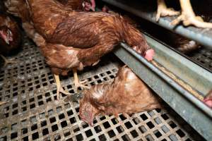 Dead hen in free-range egg farm - Located approximately 20 minutes from central Geelong in the town of Lethbridge, Victoria is a small free-range egg farm owned by Peter Robert King and Cheryl Wendy King.
When investigators visited in June 2025, they discovered hens being housed in a long shed with a raised platform with nesting boxes in the center and A-frame perches along the perimeter of the shed. They documented the filth and feces that was caked on the metal grates which made up the platform.
One hen was struggling to stand, and was breathing heavily. Several others had already died. Their bodies were being pecked at, deficated on and stepped on by other chickens.
When consumers think of free-range eggs, the image of hens in filthy sheds is often not what comes to mind.
No matter the label, there is no such thing as an ethical egg. - Captured at Free-range egg farm (Peter & Cheryl King), Lethbridge VIC Australia.