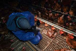 Investigator filming free-range hens - Located approximately 20 minutes from central Geelong in the town of Lethbridge, Victoria is a small free-range egg farm owned by Peter Robert King and Cheryl Wendy King.
When investigators visited in June 2025, they discovered hens being housed in a long shed with a raised platform with nesting boxes in the center and A-frame perches along the perimeter of the shed. They documented the filth and feces that was caked on the metal grates which made up the platform.
One hen was struggling to stand, and was breathing heavily. Several others had already died. Their bodies were being pecked at, deficated on and stepped on by other chickens.
When consumers think of free-range eggs, the image of hens in filthy sheds is often not what comes to mind.
No matter the label, there is no such thing as an ethical egg. - Captured at Free-range egg farm (Peter & Cheryl King), Lethbridge VIC Australia.