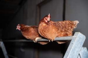 Hens perched in free-range egg farm - Located approximately 20 minutes from central Geelong in the town of Lethbridge, Victoria is a small free-range egg farm owned by Peter Robert King and Cheryl Wendy King.
When investigators visited in June 2025, they discovered hens being housed in a long shed with a raised platform with nesting boxes in the center and A-frame perches along the perimeter of the shed. They documented the filth and feces that was caked on the metal grates which made up the platform.
One hen was struggling to stand, and was breathing heavily. Several others had already died. Their bodies were being pecked at, deficated on and stepped on by other chickens.
When consumers think of free-range eggs, the image of hens in filthy sheds is often not what comes to mind.
No matter the label, there is no such thing as an ethical egg. - Captured at Free-range egg farm (Peter & Cheryl King), Lethbridge VIC Australia.
